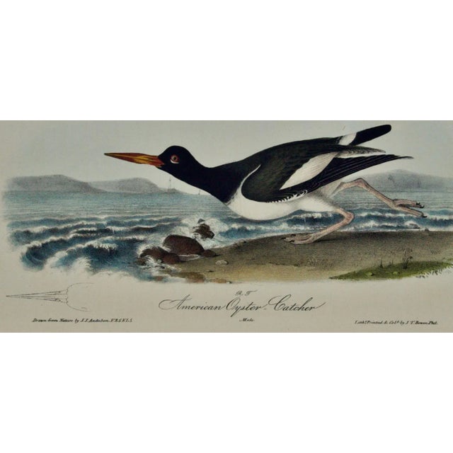 Realism Audubon "American Oyster Catcher": An Original Audubon Hand-Colored Lithograph, 1840 For Sale - Image 3 of 5