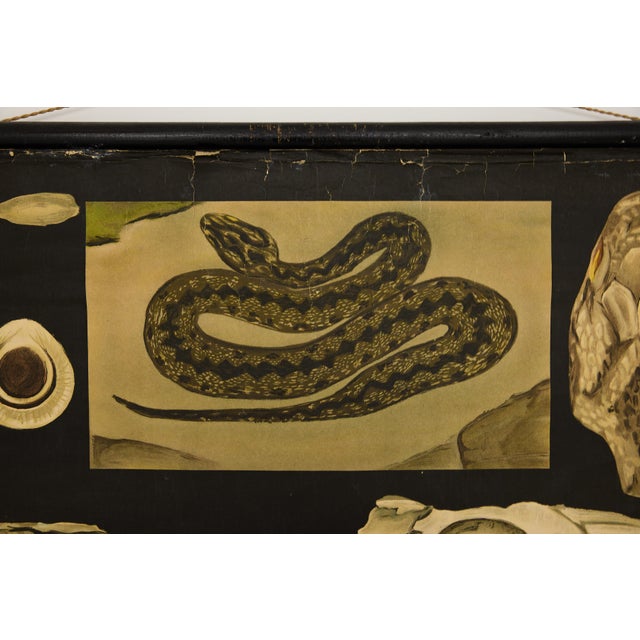 Jung-Koch-Quentell German Zoological Snake Anatomy Wall Chart, C. 1960s For Sale In Atlanta - Image 6 of 18