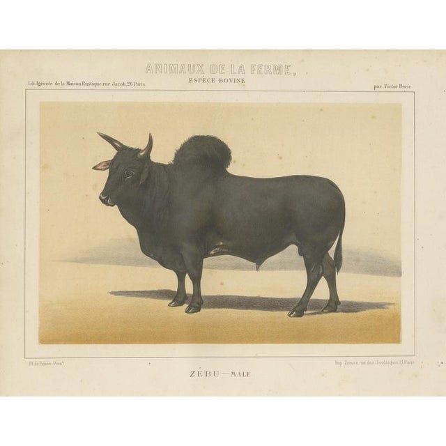 Olivier De Penne, Zebu Bull, Humped Cattle, 1863, Chromolithograph For Sale - Image 9 of 9