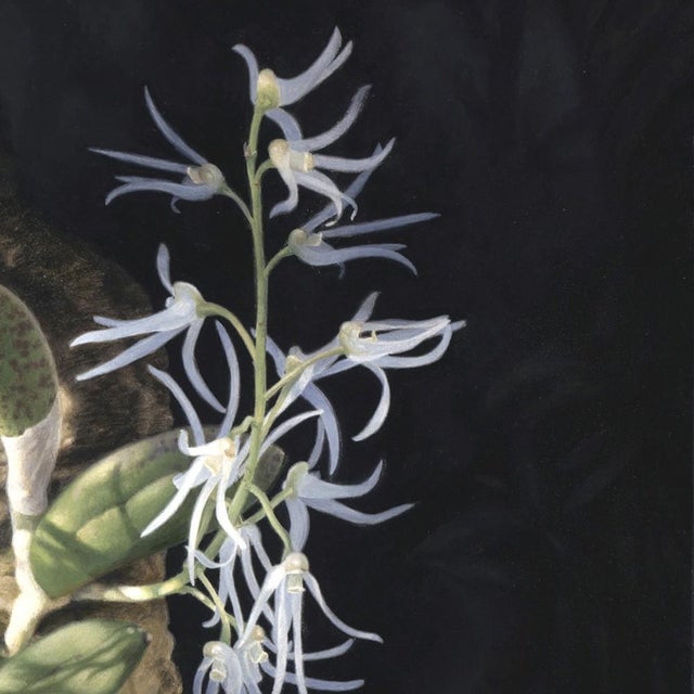 Wood Orchid and Lizard by Susan McDonnell | Oil on Panel White Orchids With Lizard For Sale - Image 7 of 12