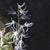 Wood Orchid and Lizard by Susan McDonnell | Oil on Panel White Orchids With Lizard For Sale - Image 7 of 12