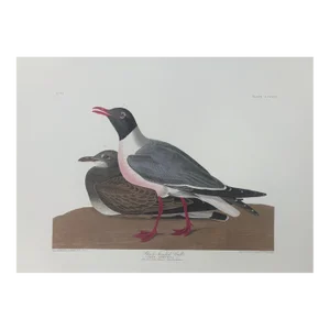 Audubon Black Headed Gull From Abbeville Edition