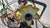 Chandelier, vintage 1950s-1960s, dimensions: height 45 cm, diameter 51 cm. European Plug (up to 250V).The wiring of this...