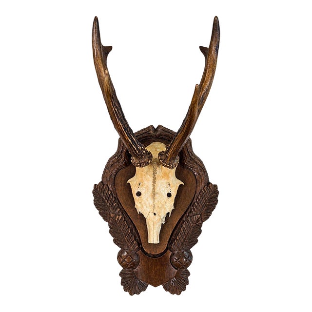 Antique Black Forest Roe Deer Trophy Antler Mount - (#3 of 3 Individual Mounts Listed) For Sale