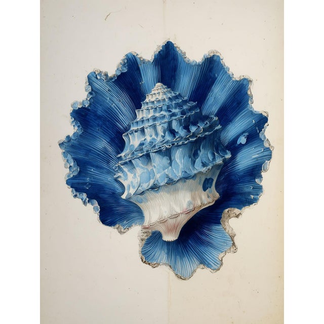 Paper Set of 8 – Blue and White Conch Shells Collection | Coastal Natural History Fine Art Prints For Sale - Image 7 of 18