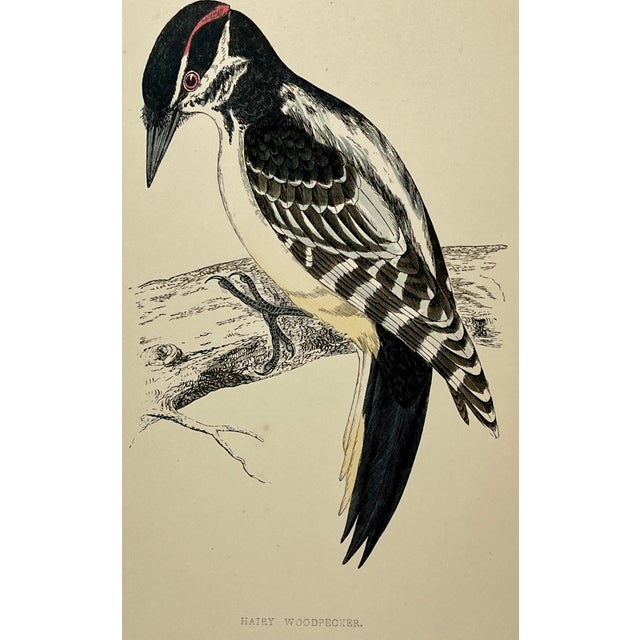 Antique Hand Tinted Bird Print From England Featuring a Black & Red Hairy Woodpecker - Circa 1880 For Sale - Image 10 of 11