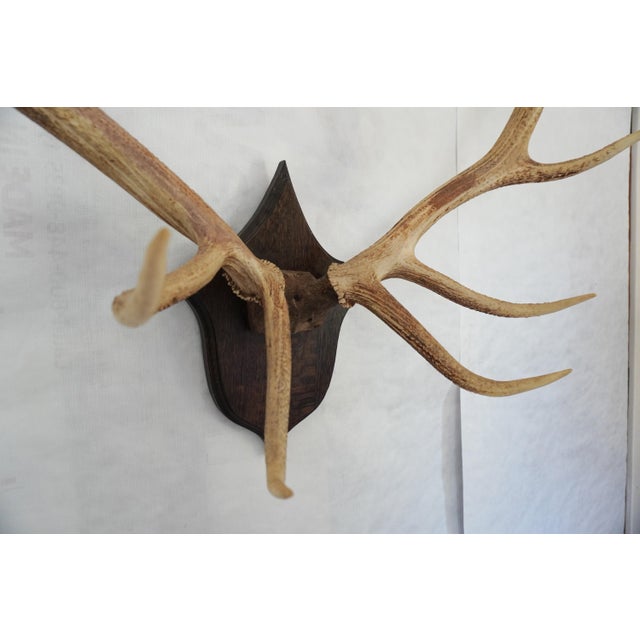 2000 - 2009 Elk Antler Mounted on Wooden Plaque For Sale - Image 5 of 16