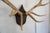 2000 - 2009 Elk Antler Mounted on Wooden Plaque For Sale - Image 5 of 16
