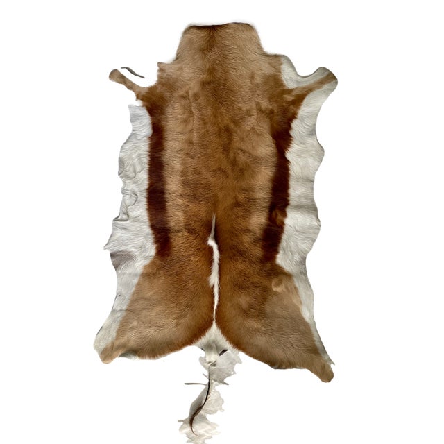 Natural Springbok Hide Rug | Chairish