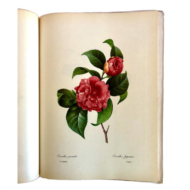 Paper Folio Book of Pierre-Joseph Redouté’s “Fruits and Flowers” by Eva Mannering For Sale - Image 7 of 10