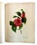 Paper Folio Book of Pierre-Joseph Redouté’s “Fruits and Flowers” by Eva Mannering For Sale - Image 7 of 10