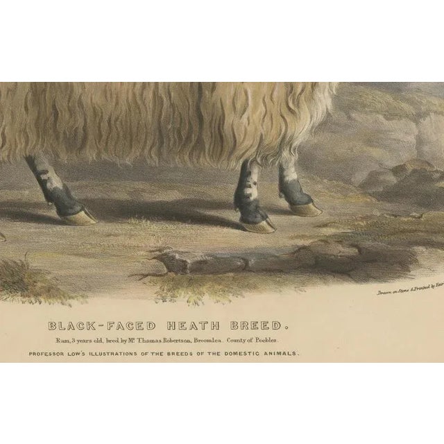 Fairland after W. Nicholson, A Ram of the Black-Faced Heath Breed or Scottish Blackface, 1841, Lithograph For Sale - Image 4 of 7