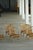 A beautiful and rare set of 6 danish armchairs / dining chairs by renowned copenhagen wicker maker r. Wengler. Crafted in...