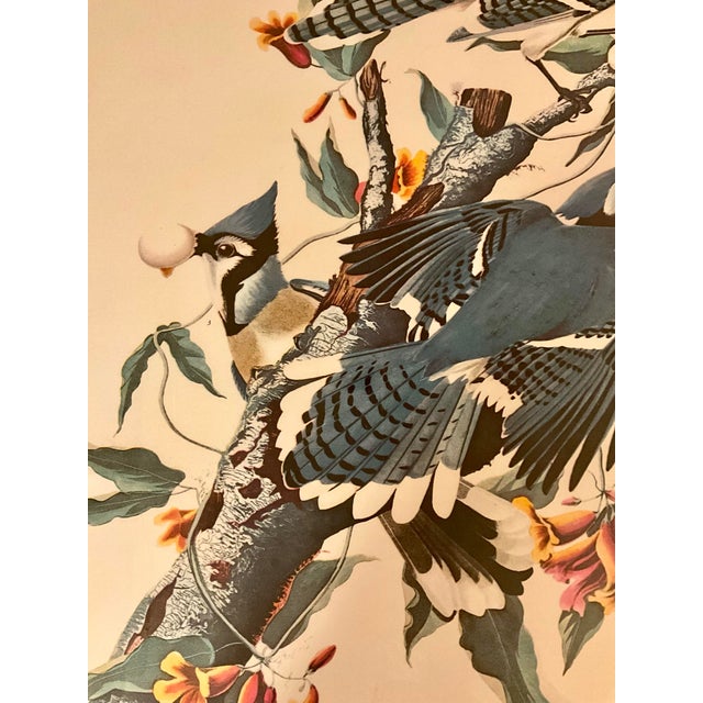 Red 1960s Pair Audubon Folio Prints John James Audubon Blue Jay and Cardinal Grosbeak Giltwood Framed Black Matte. For Sale - Image 8 of 12