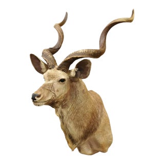 Vintage Greater Kudu African Shoulder Mount Large Taxidermy For Sale
