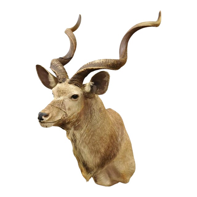 Vintage Greater Kudu African Shoulder Mount Large Taxidermy For Sale