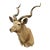Vintage Greater Kudu African Shoulder Mount Large Taxidermy For Sale