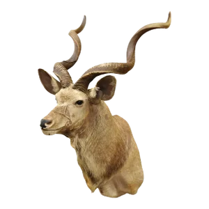 Vintage Greater Kudu African Shoulder Mount Large Taxidermy