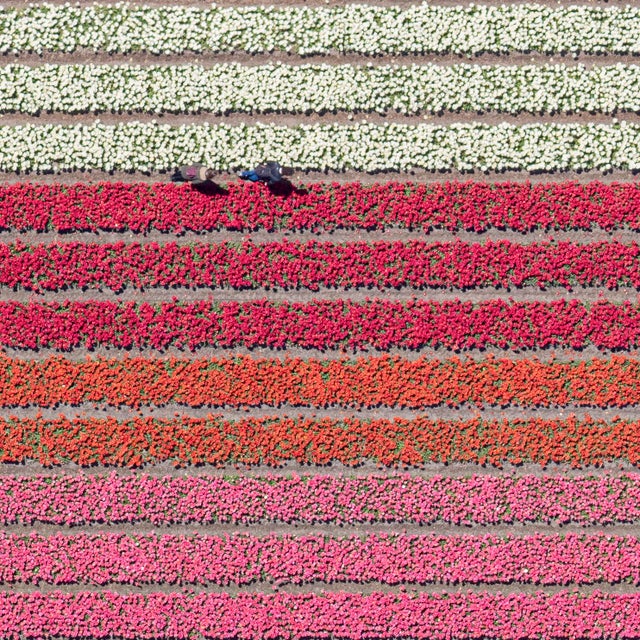 2020s AV_Tulip_Fields_035" Contemporary Aerial View Limited Edition Photograph by Bernhard Lang For Sale - Image 5 of 10