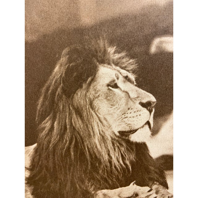 Portraiture 1913 Portraits of a Lion and Tiger Photogravure Prints For Sale - Image 3 of 6