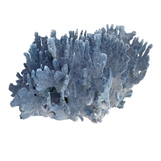 Natural Blue Coral Specimen Coastal Home Decor For Sale