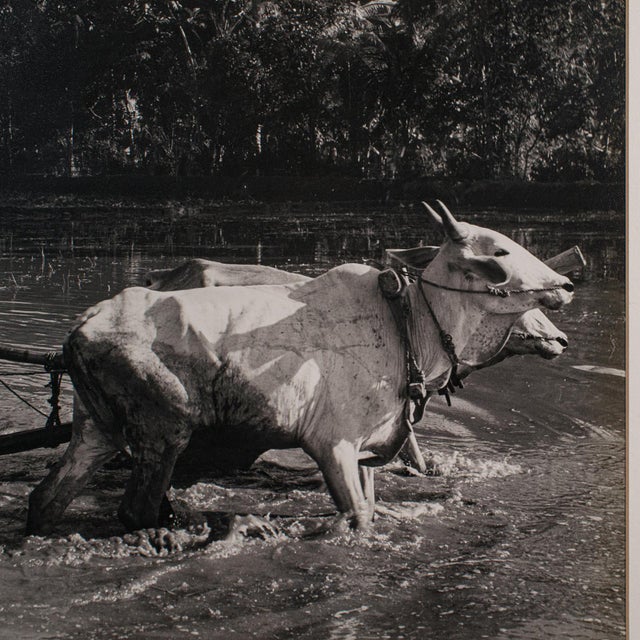1950s Vintage Photograph, Rural Indonesia, Oriental, Monochrome, Java, Mid Century For Sale - Image 5 of 8