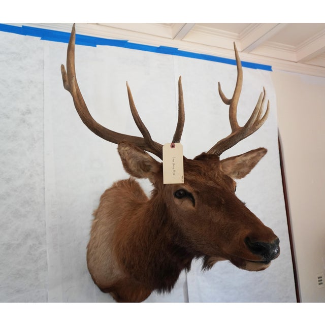 American Elk Trophy Head & Shoulder Mount For Sale - Image 3 of 17