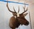 American Elk Trophy Head & Shoulder Mount For Sale - Image 3 of 17