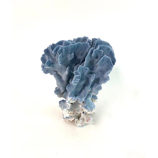 Natural Blue Coral Specimen For Sale - Image 4 of 7