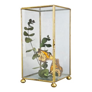 Vintage Centerpiece Real Monarch Butterflies Taxidermy in the Glass Curio Cabinet Case For Sale