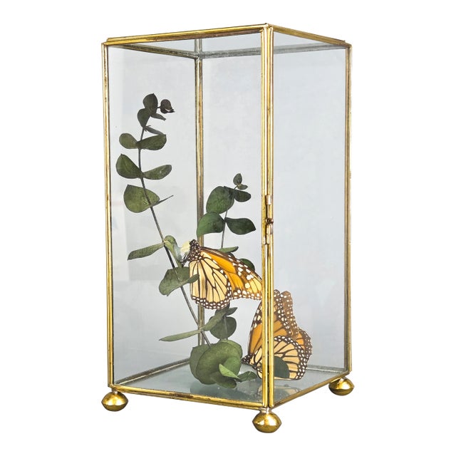 Vintage Centerpiece Real Monarch Butterflies Taxidermy in the Glass Curio Cabinet Case For Sale