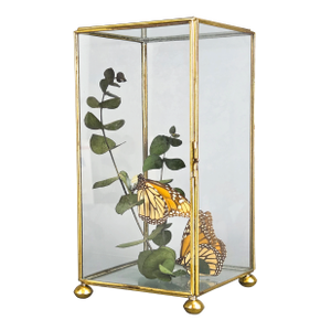 Vintage Centerpiece Real Monarch Butterflies Taxidermy in the Glass Curio Cabinet Case
