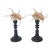 Pair of Spider Conch Sea Shells on Antique Stands For Sale