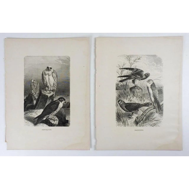 Antique Raptor Engravings - a Pair For Sale - Image 4 of 4