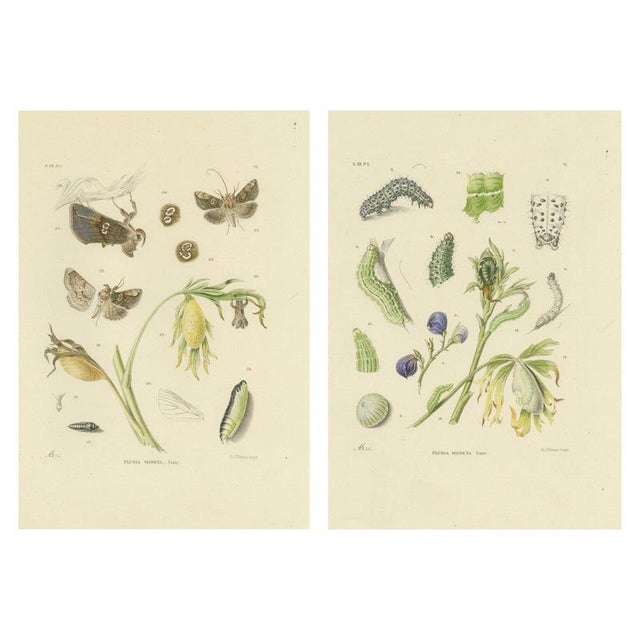 Sepp & Brants, Dutch Plusia Moneta Moths, 1908, Paper, Set of 2 For Sale - Image 9 of 9