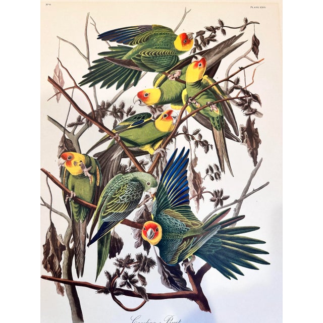 Mid 20th Century Vintage Audubon Carolina Parrots Plate XXVl Lithograph For Sale - Image 12 of 12