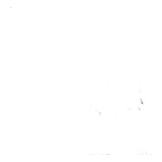 Morris & Co. Cornflower Wallpaper in Lemon/Sage- a sample For Sale