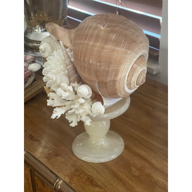 1900s Sea Shell Assemblage on Onyx Italian Tazza For Sale - Image 9 of 10
