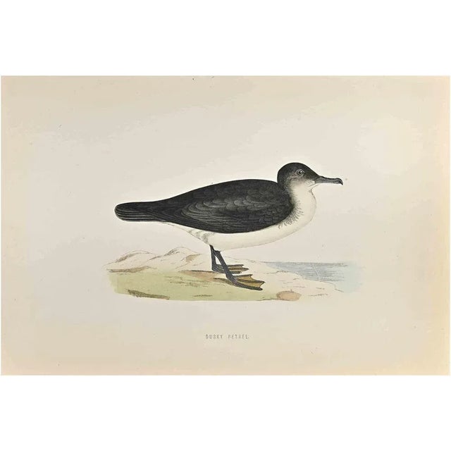 Dusky Petrel is a modern artwork realized in 1870 by the British artist Alexander Francis Lydon (1836-1917) . Woodcut...