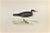Dusky Petrel is a modern artwork realized in 1870 by the British artist Alexander Francis Lydon (1836-1917) . Woodcut...
