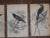 Antique 19th Century Hand-Colored Engravings - Tropical Birds - Set of 7 For Sale - Image 4 of 6