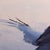 Krummi nr. 57 by Thorgrimur Einarsson | Oil on wood panel Abstract depiction of a flying raven. For Sale - Image 4 of 5