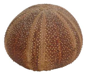 Sea Urchin Percussive Shaker by Ben Rickert, Signed