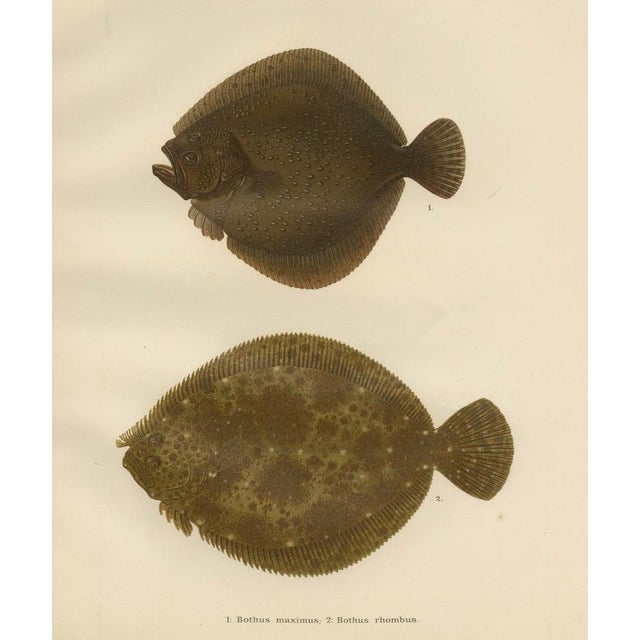 Wilhelm von Wright, Turbot and Brill, Scandinavian Flatfish, 1895, Lithograph For Sale - Image 6 of 10