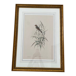 Original John Gould Bird Print Framed For Sale