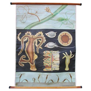 Freshwater Polyp School Wall Chart from Hagemann / Jung-Koch-Quintell, 1960s For Sale