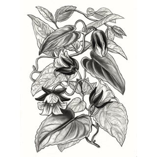 (Campanumoea Javanica) Contemporary Botanical Black and White Print For Sale