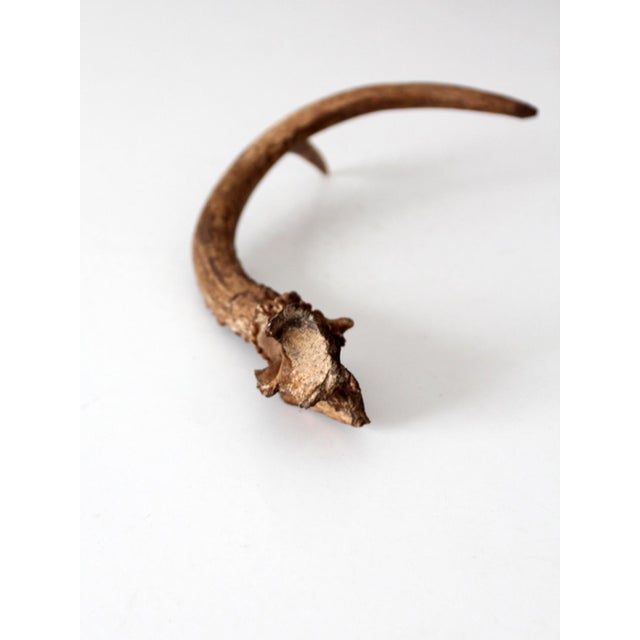 Mid 20th Century Vintage Natural Deer Antler For Sale - Image 5 of 13