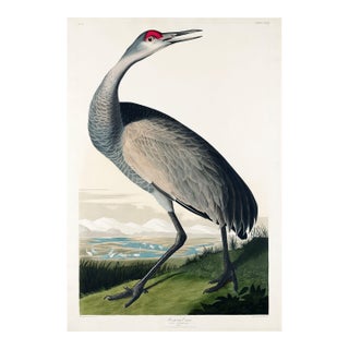 Whooping Crane, Vintage Art Print Reproduction From Birds of America by John James Audubon, 16" X 24" For Sale