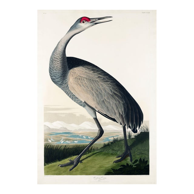 Whooping Crane, Vintage Art Print Reproduction From Birds of America by John James Audubon, 16" X 24" For Sale
